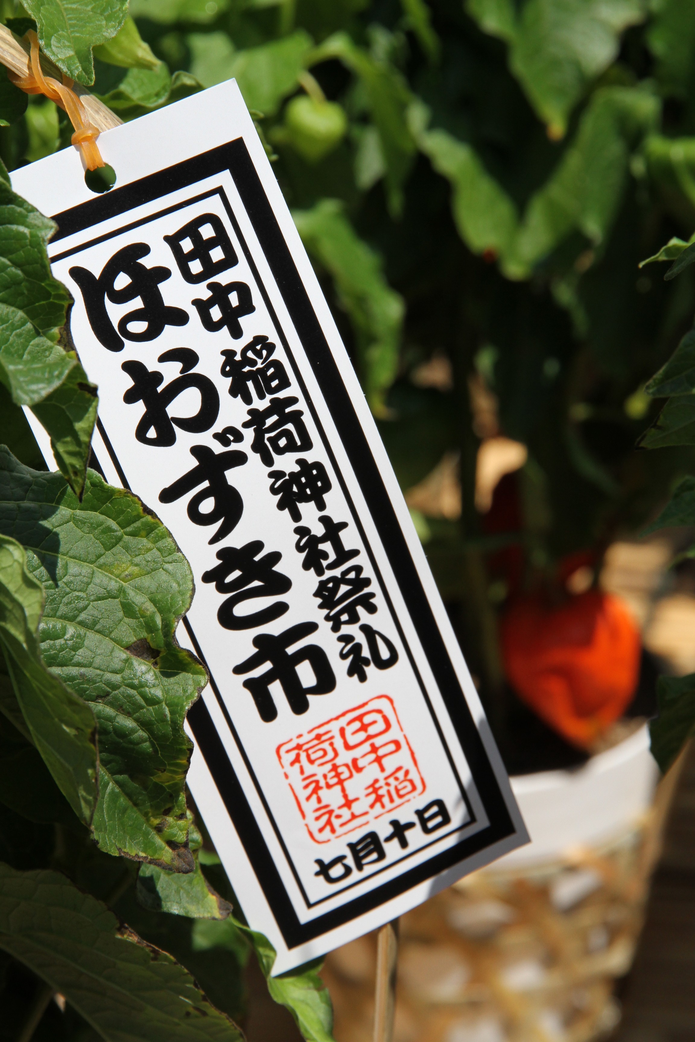 会津 (2)