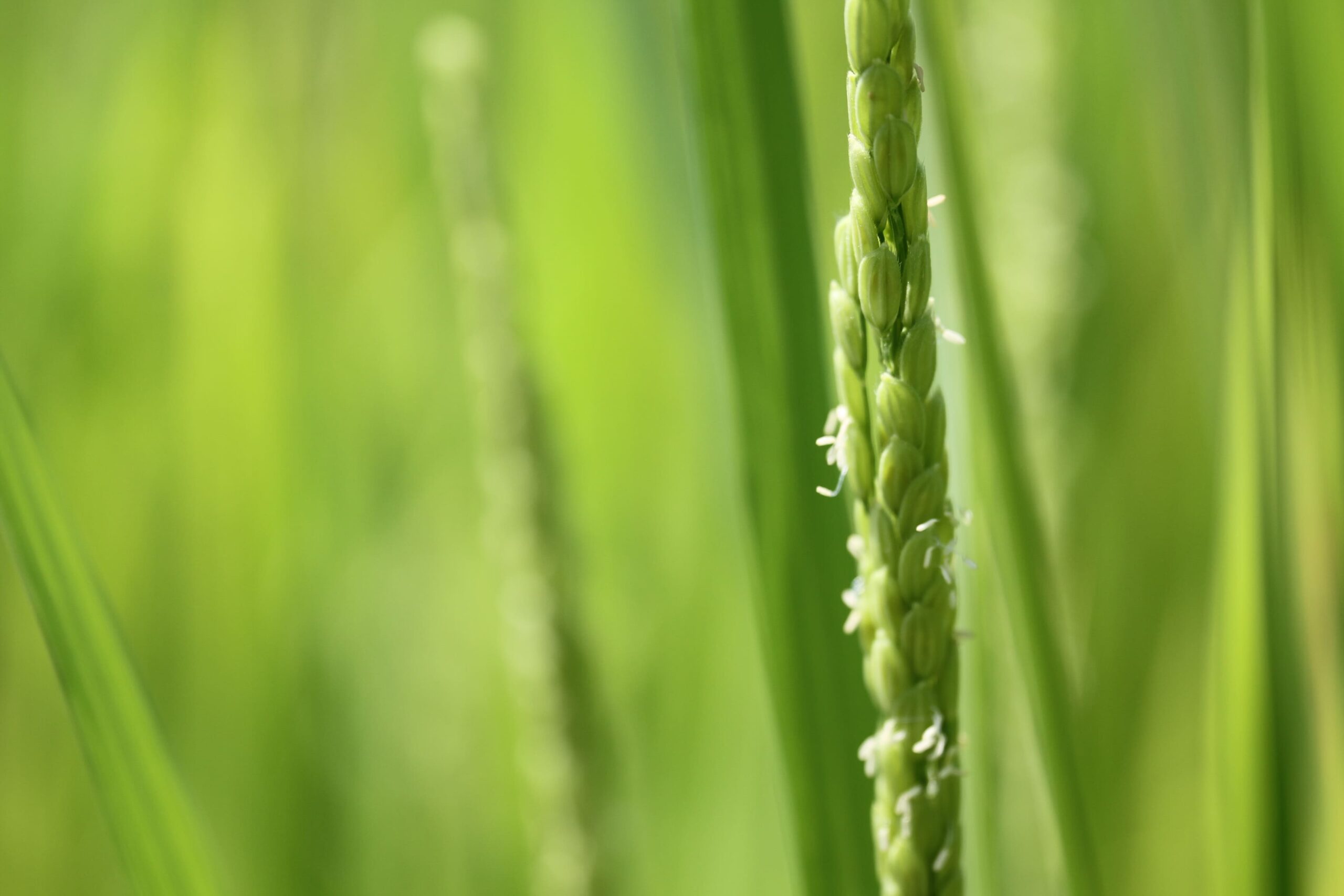 rice02